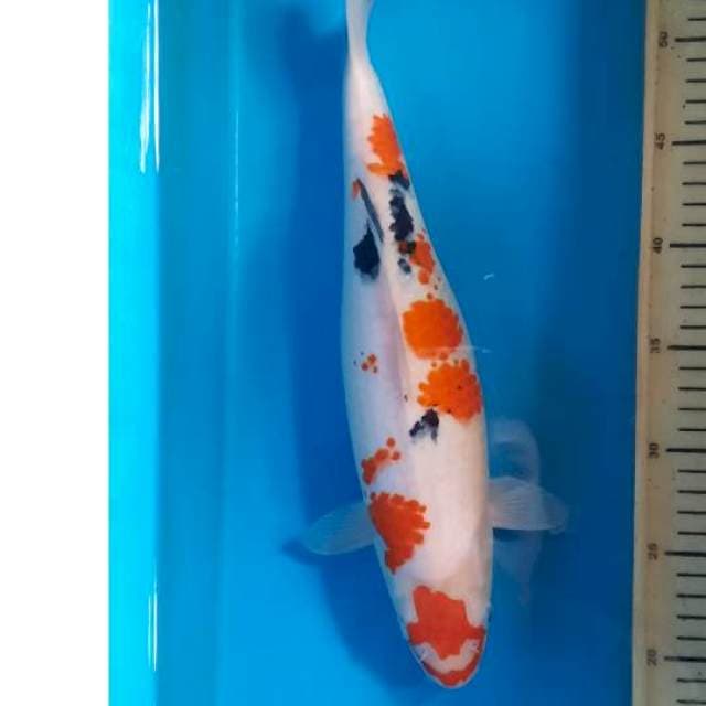 Sakura sanke 36cm