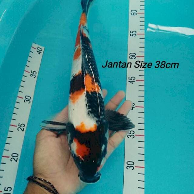 Showa Ginrin Jumbo Jantan