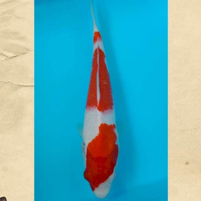 Kohaku 28 cm