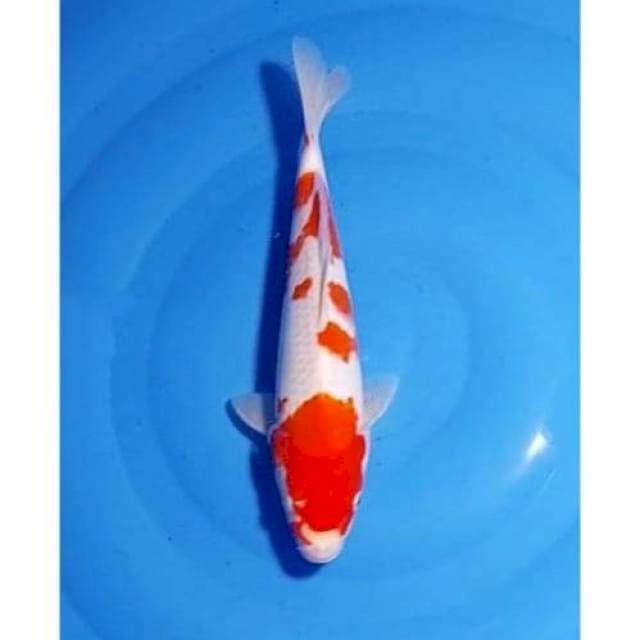 Strong Kohaku Sakura Patern Original 27cm (F)