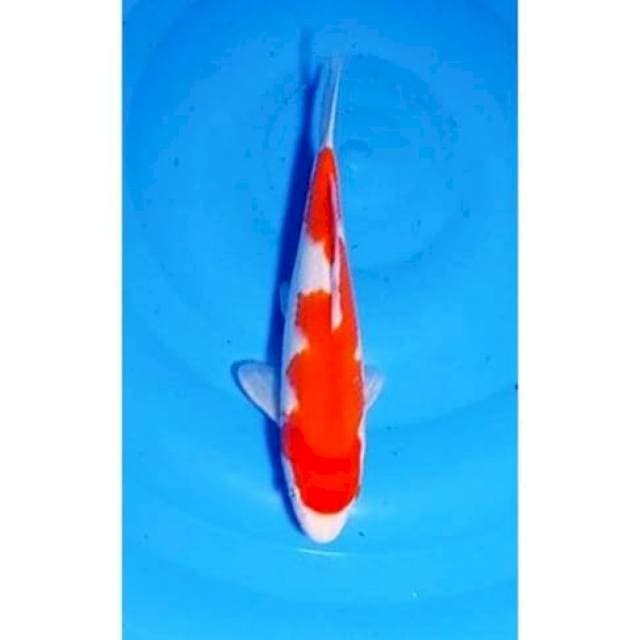 Red Strong Kohaku Inazuma Patern Original 24cm (F)