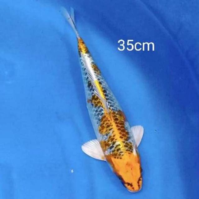 Kujaku 35cm
