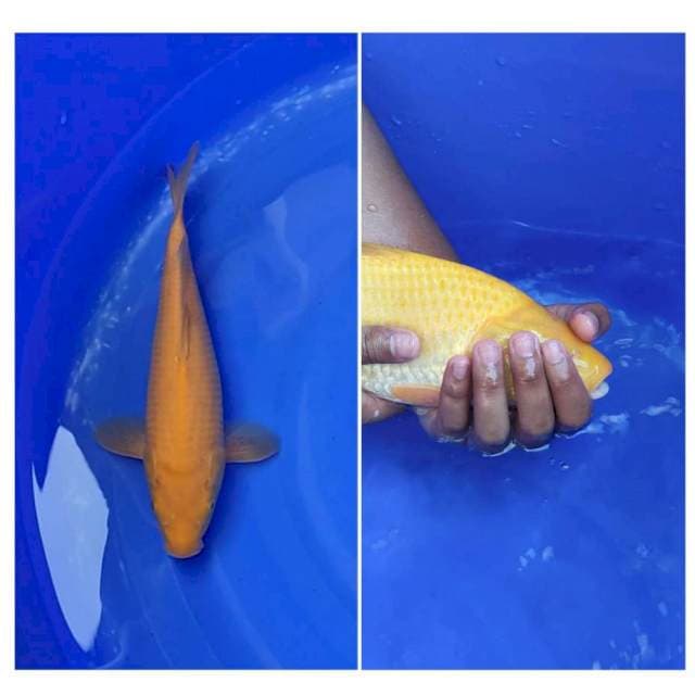 Karashi Kuning Gading Berpunuk Mata Hitam 33cm (F)