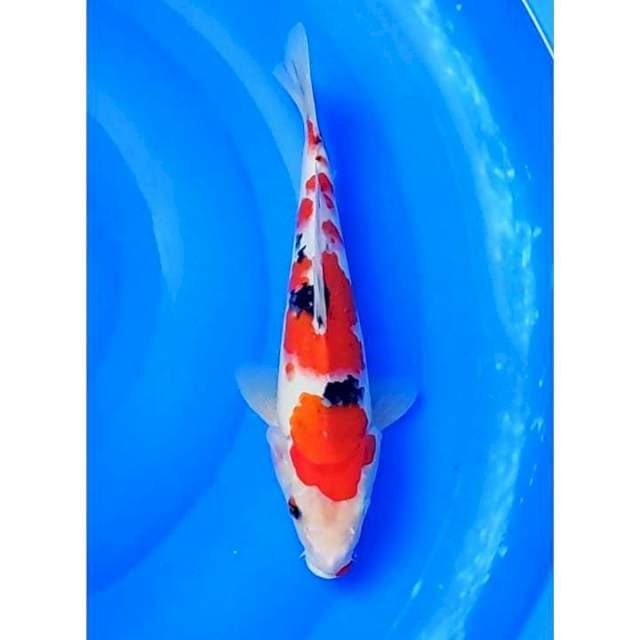 HQ Tsubosumi Sanke Strong 30cm (F)
