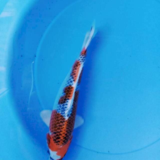 Kujaku