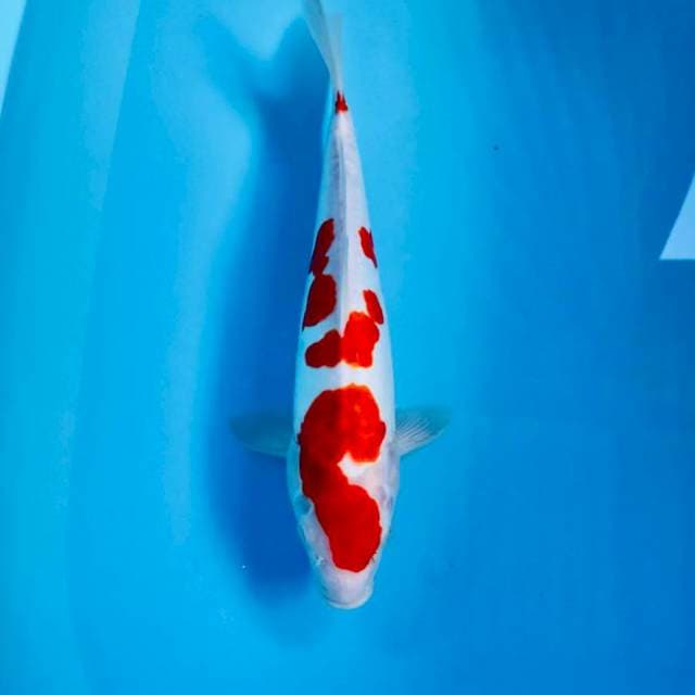 Kohaku doitsu, male 35 cm