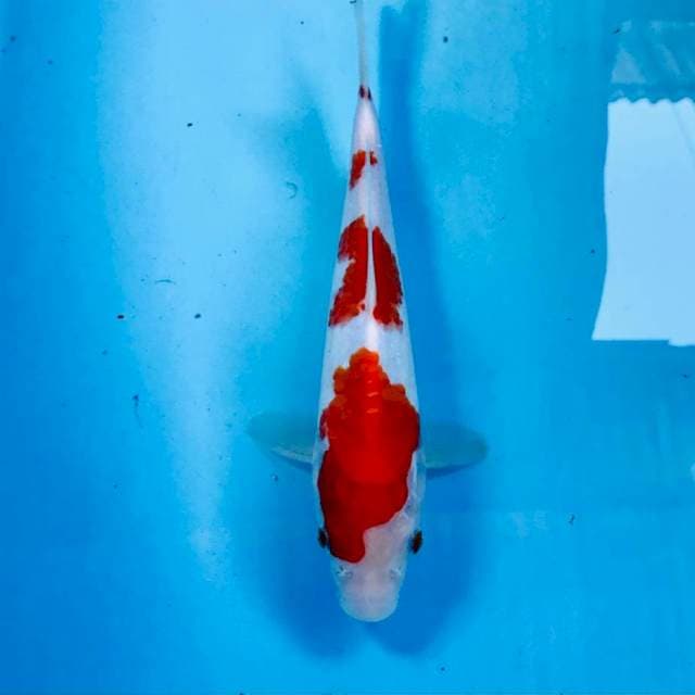 Kohaku, 24 cm