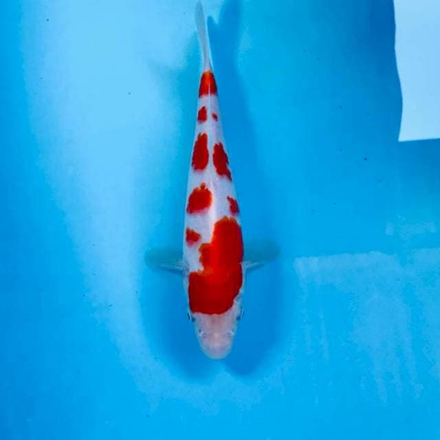 Kohaku, 23 cm