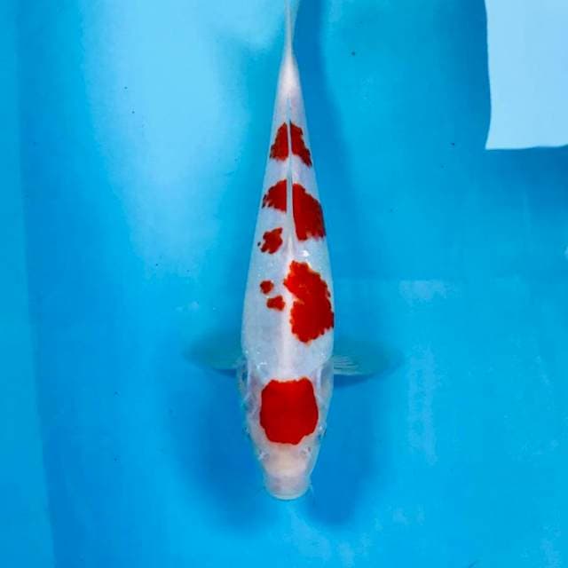 Kohaku, 30 cm