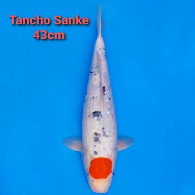 F1 Jumbo Tancho Sanke 43cm