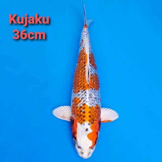 F1 Kujaku Ginrin 36cm