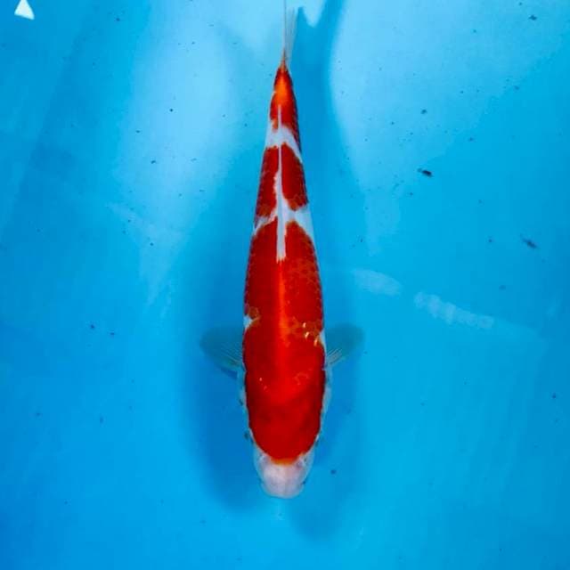Kohaku, 28 cm
