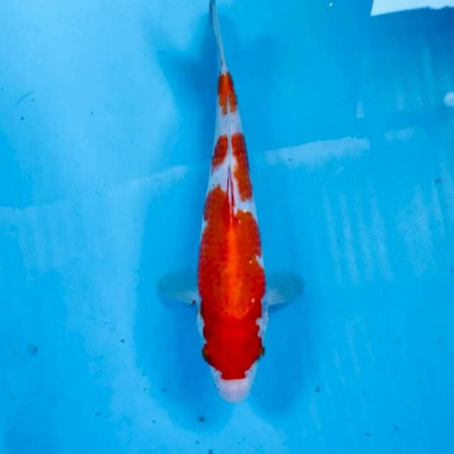 Kohaku, 25 cm