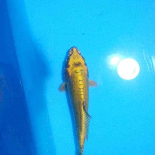 Kiko 17cm