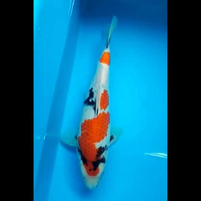 SHOWA PUNUK JANTAN 31 Cm