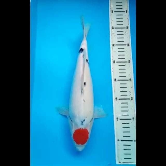 TANCHO SANKE ORIGINAL 34 Cm