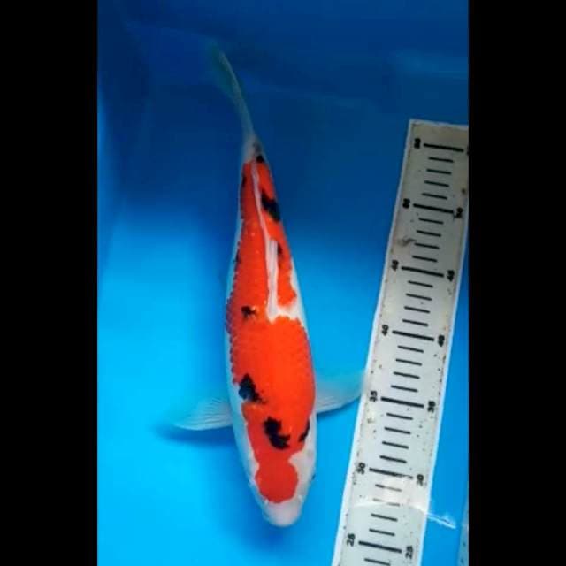 SANKE BULKY 34 Cm