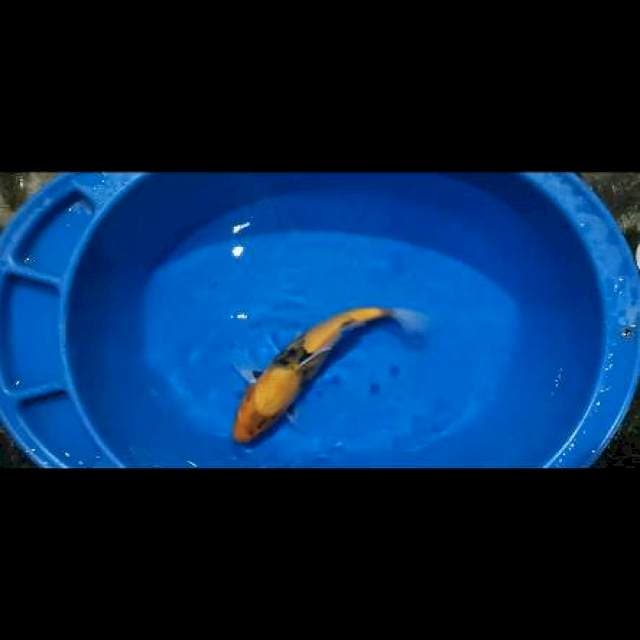 Ki Showa 30cm