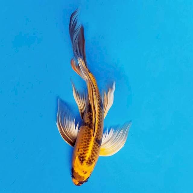 HANA 2 - Kin Showa Kumpay ®
