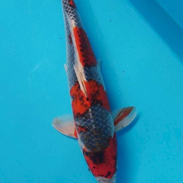 GOSHIKI 45BU