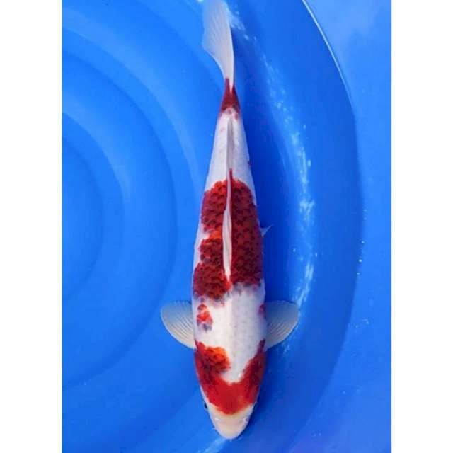 Jumbo 3step Ai Goromo Original Patern 47cm (F)