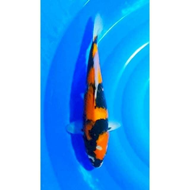 Jumbo Hi Showa Motogoro 41cm (F)
