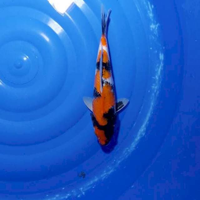 Showa Sanshoku Original 33cm (F)