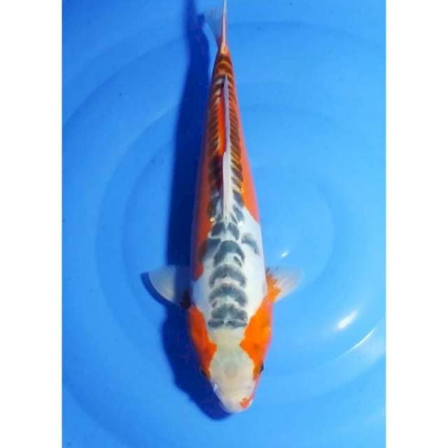 Hana Shusui Moto-aka Seimbang 36cm (F)