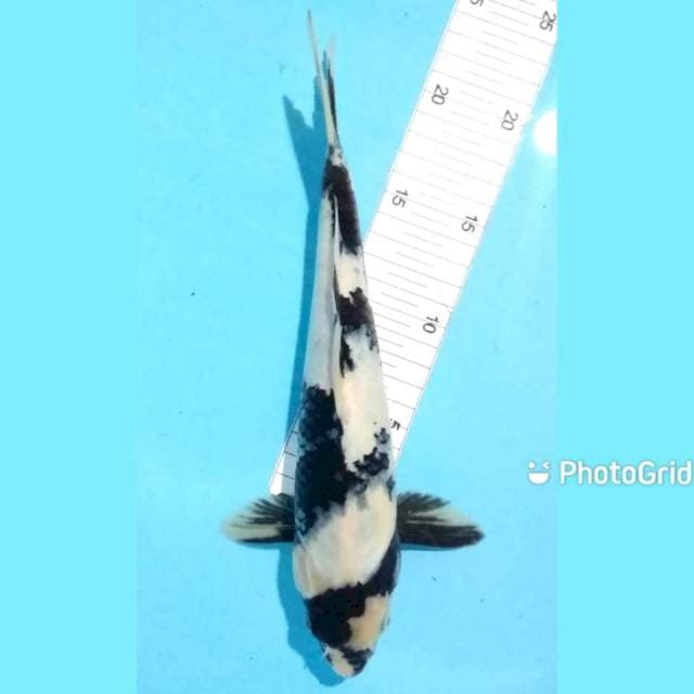 Shiro 28cm male