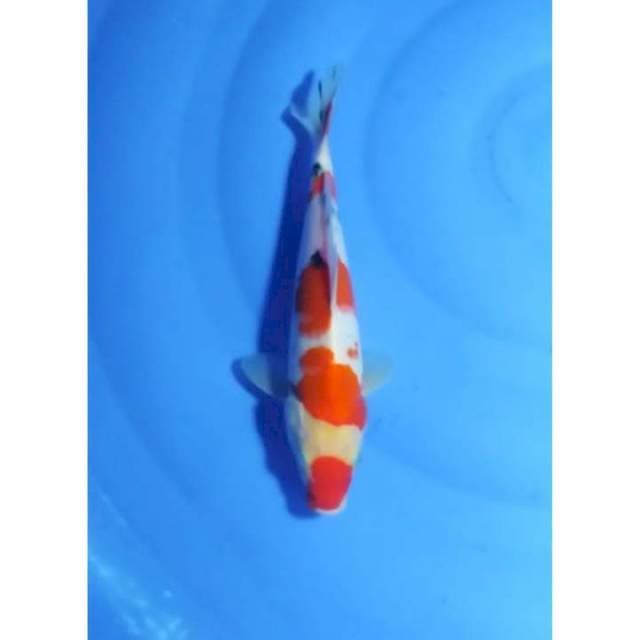 Kuchibeni Sanke 4step Original 25cm (F)
