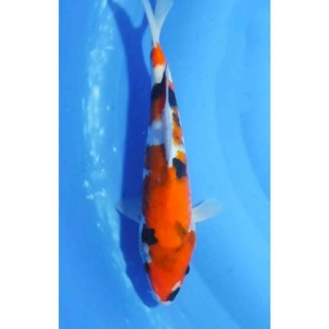 Showa Sanshoku Tategoi Calon Bagus 30cm (F)