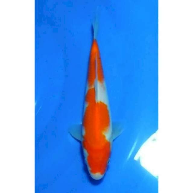 2step Original Kohaku 23cm (M)