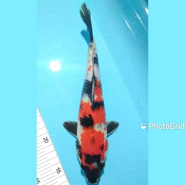 Showa 28cm