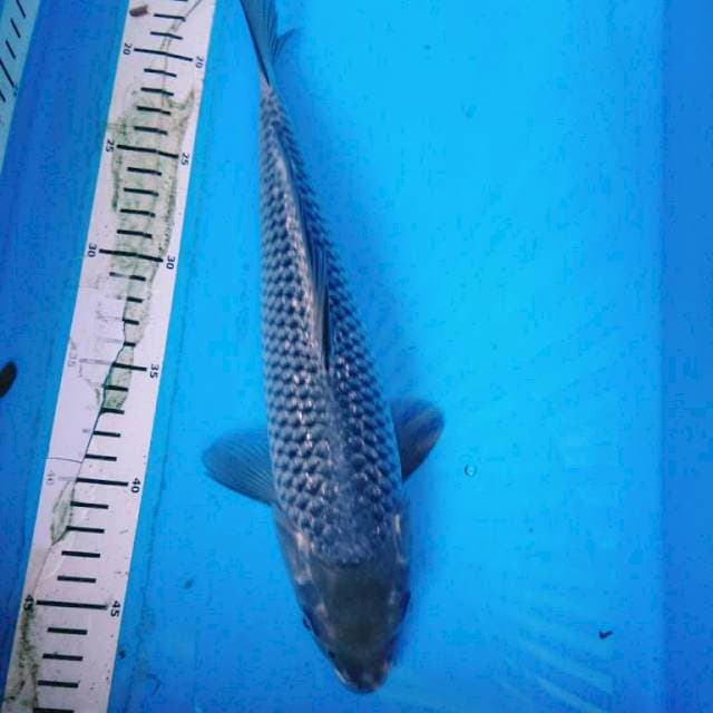 MUKASI 31 cm