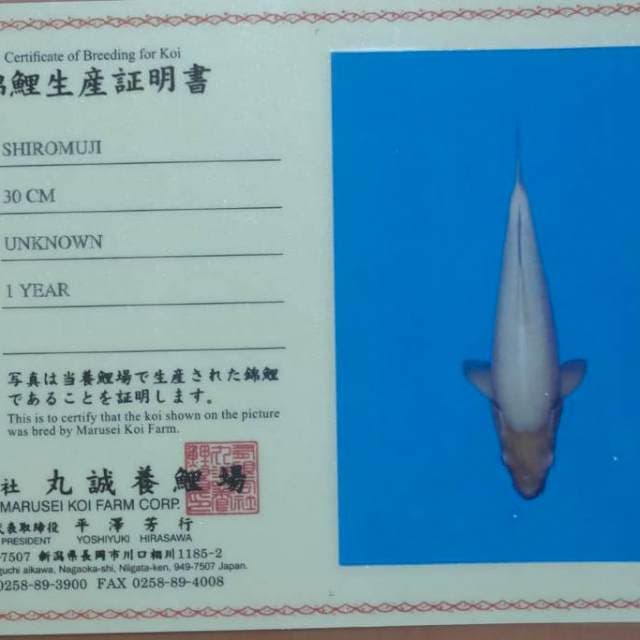 shiromuji 46 cm