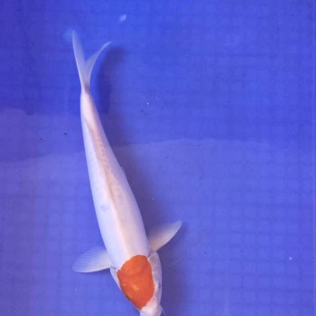 Doitsu tancho kohaku 33cm no bocor