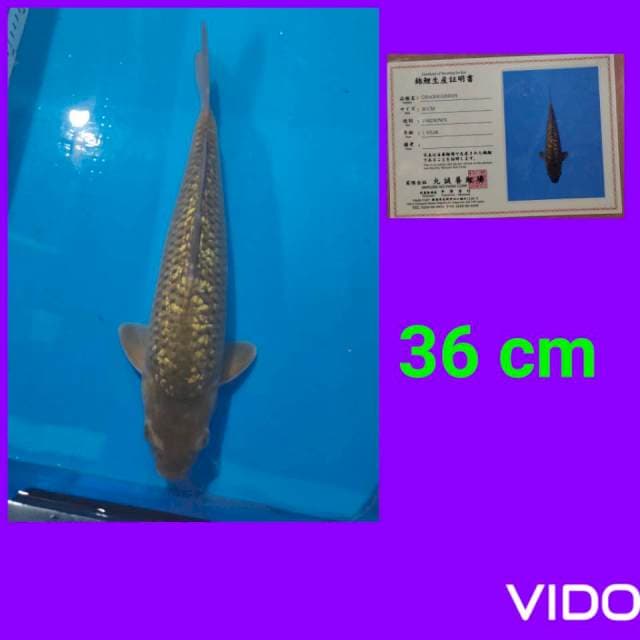 chagoi ginrin 37 cm