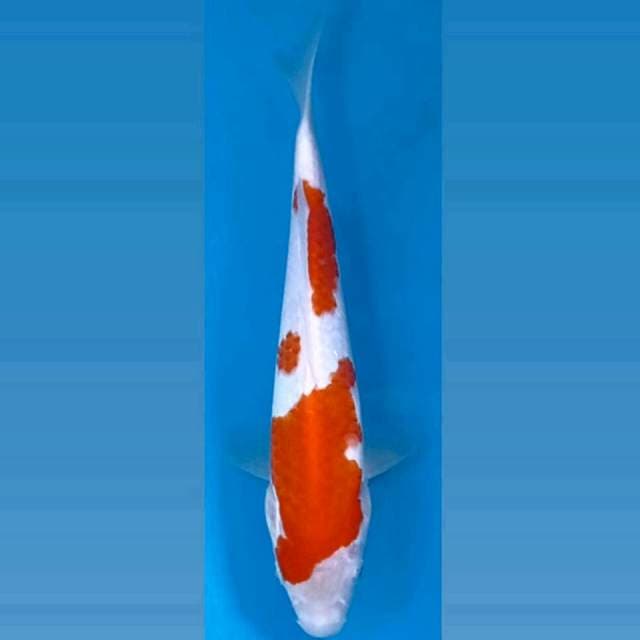 Kohaku, 25 cm