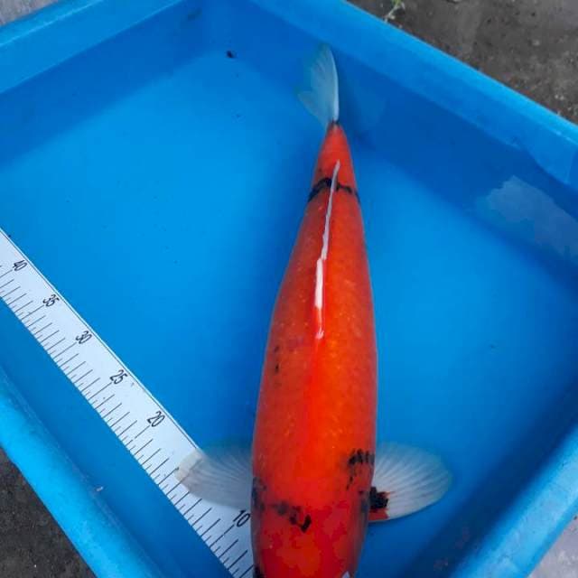 HI SHOWA 50CM UP