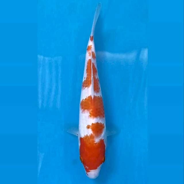 Kohaku, 19 cm