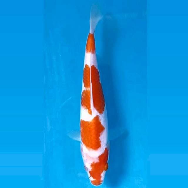 Kohaku, 18 cm