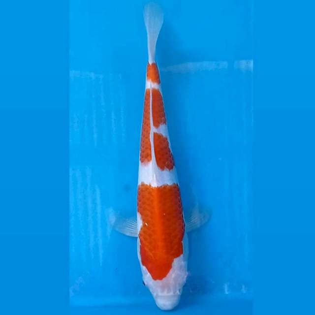 Kohaku, 26 cm