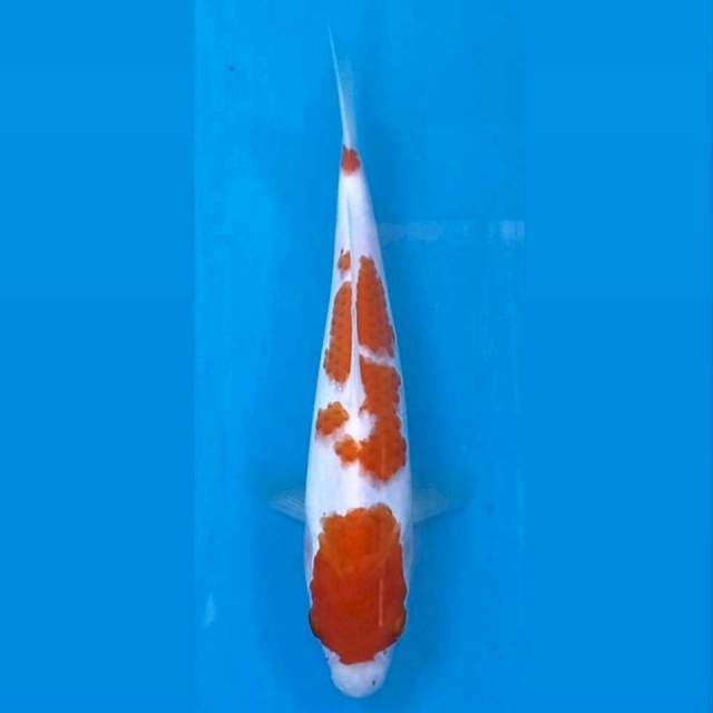 Kohaku, 20 cm