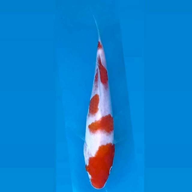 Kohaku, 17 cm