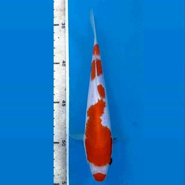 Kohaku, 19 cm