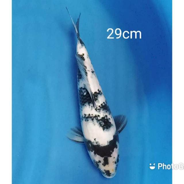 Shiro 29cm