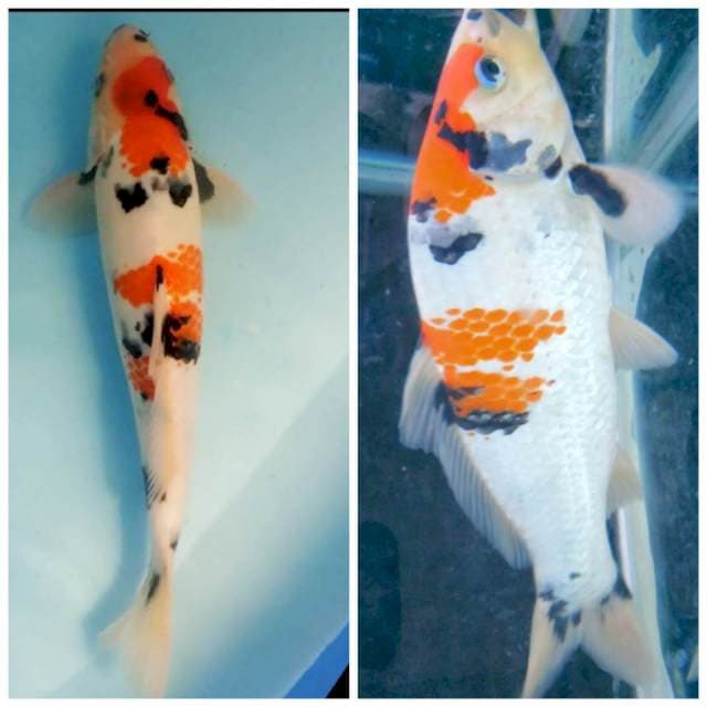 Sanke 28cm