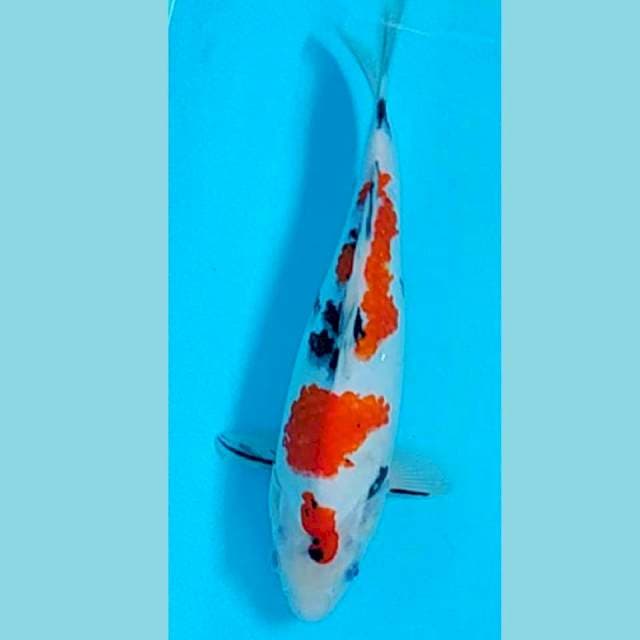 Sanke Strong 32cm