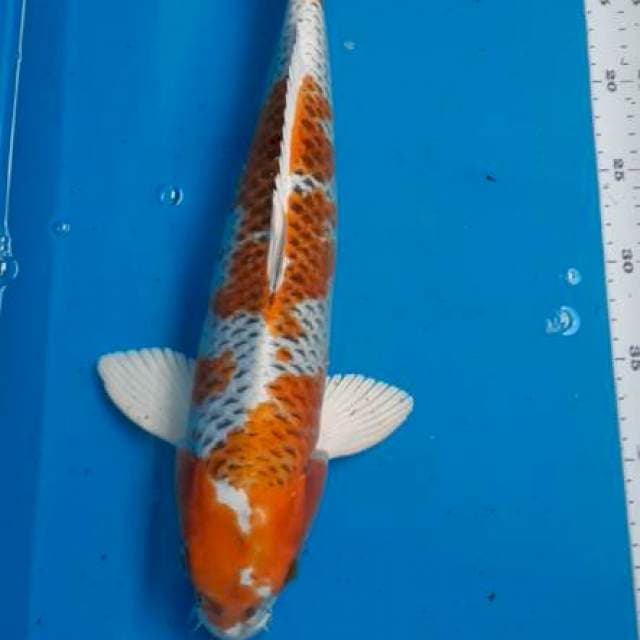 Kujaku 42cm