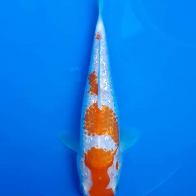Kohaku Ginrin 25 cm